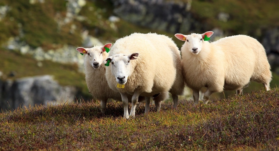 Fot. Frantisek Duris / Unsplash