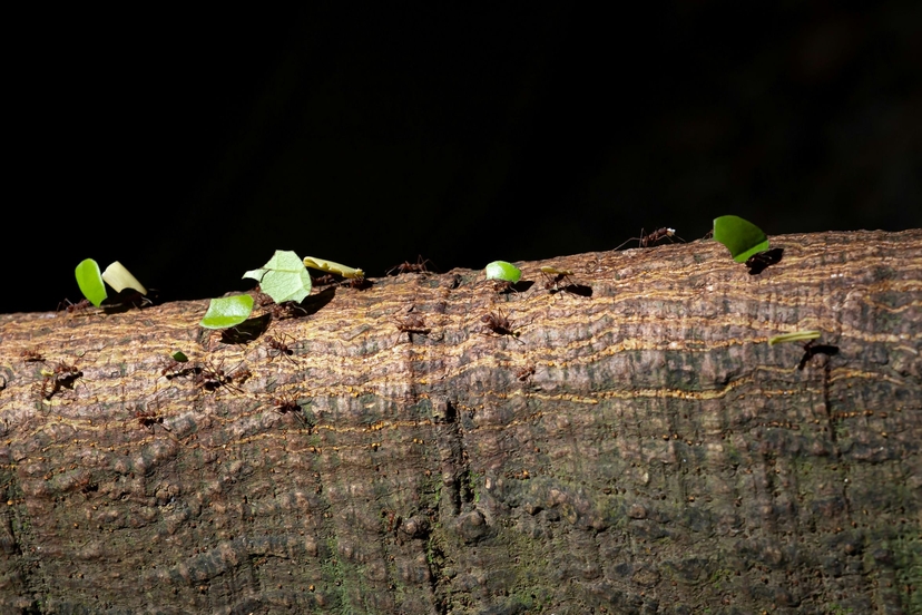 Firma jest jak organizm. Dlaczego współpraca między działami to podstawa?